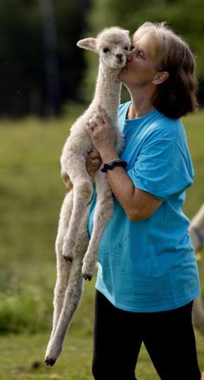 Abbott Farms Alpacas baby