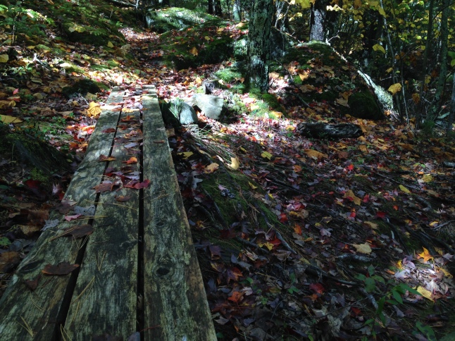 Trail Floor in Fall