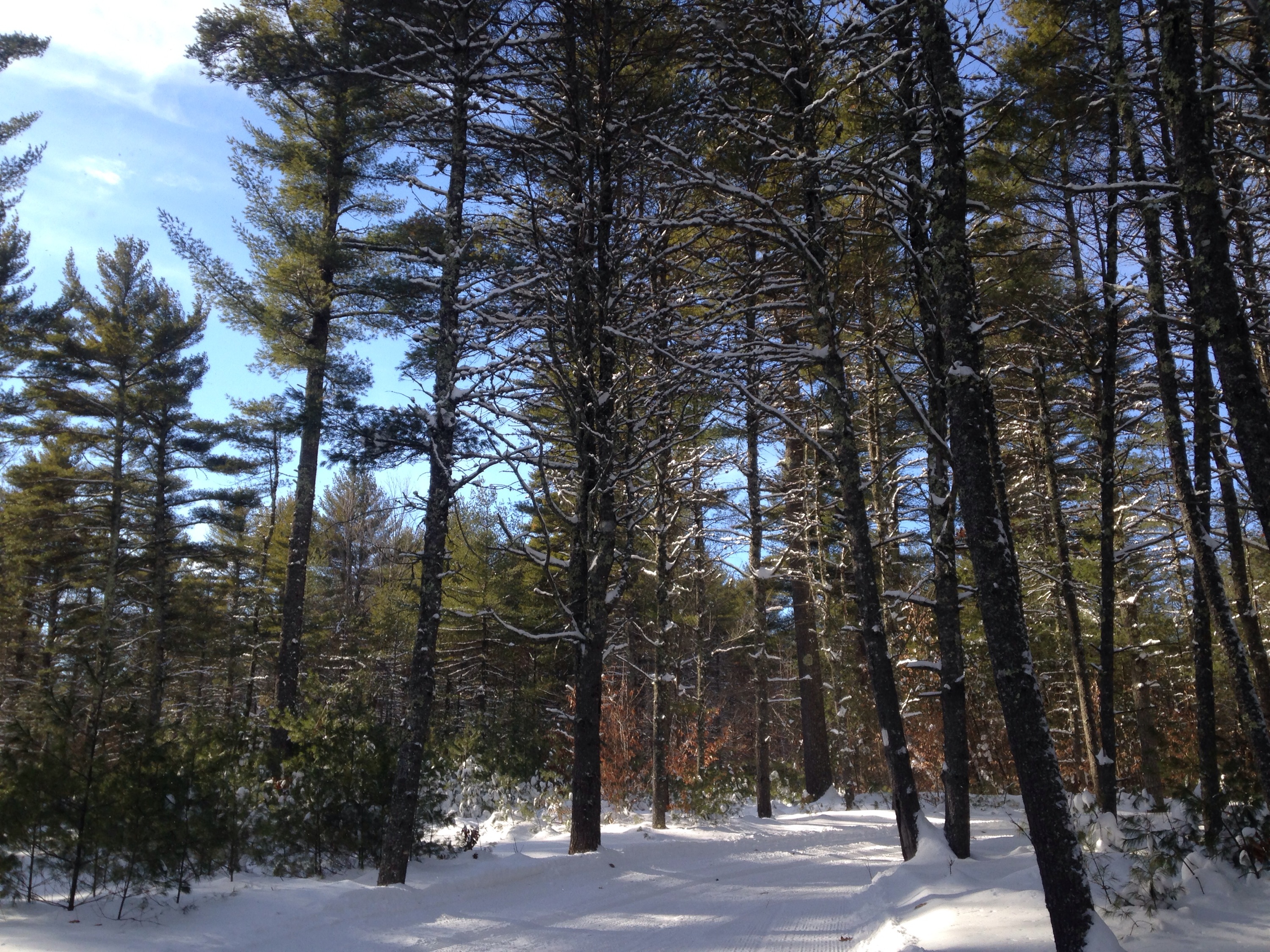 Libby Hill Forest Cross-Country Ski Trails, Gray, Maine